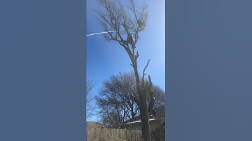 Perfectly Removing a Huge Tree Limb with a rope ~ Domingo Tree Service