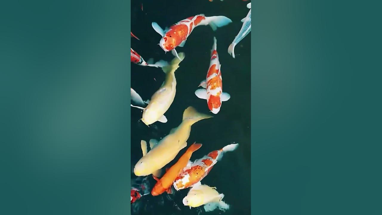 beautiful koi fish#fish#ikan#koifish#koi#underwater ikan bawah