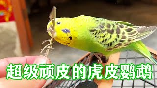 The budgerigar is not ashamed of its name. It is really too skinful. A hair can play for half a day