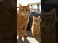 Cat the end #trending #cat #shortfeed