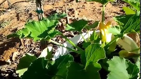 Squash Bug Control