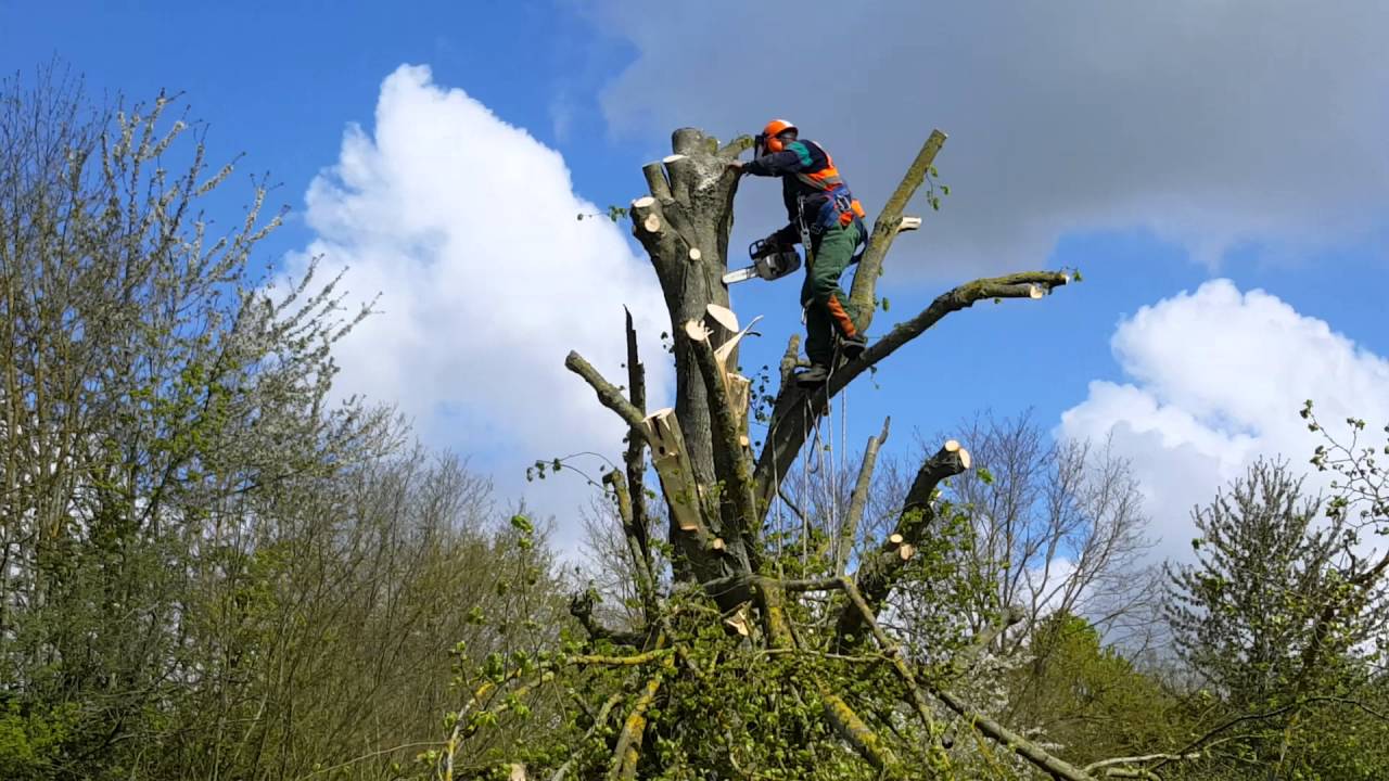 Stihl ms 201 tc qui étête un arbre avant abattage YouTube — free download