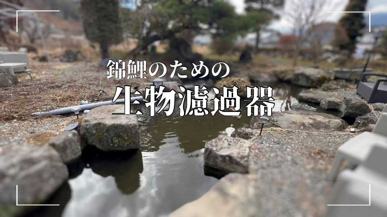 庭園に生物濾過層を設置する#錦鯉 #koifish #koi
