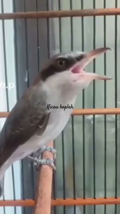 BURUNG KECIL SUARA NEMBAK SANGAR #mastering  #masteran2024 #tembakancucakcungkok #masteranburung