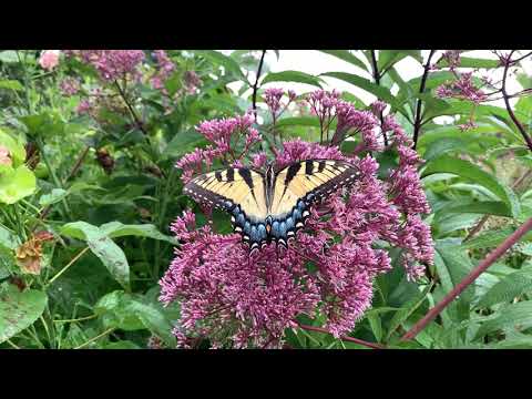 Video: Joe-Pye Weed Plant: Pěstování a péče o Joe-Pye Weed v zahradě