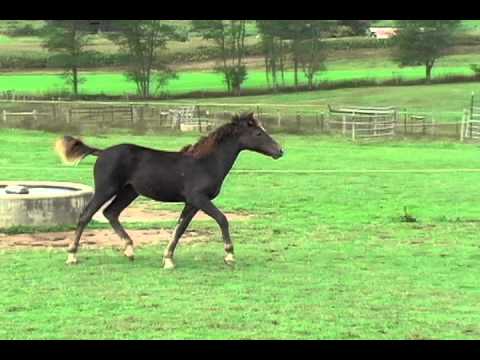 QUIETUDE MONTSERRAT 2009 Lambert Morgan Filly for ...