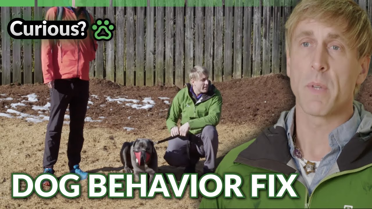 Uncovering Unique Dog Behavior Solutions | It's a Dog's Life