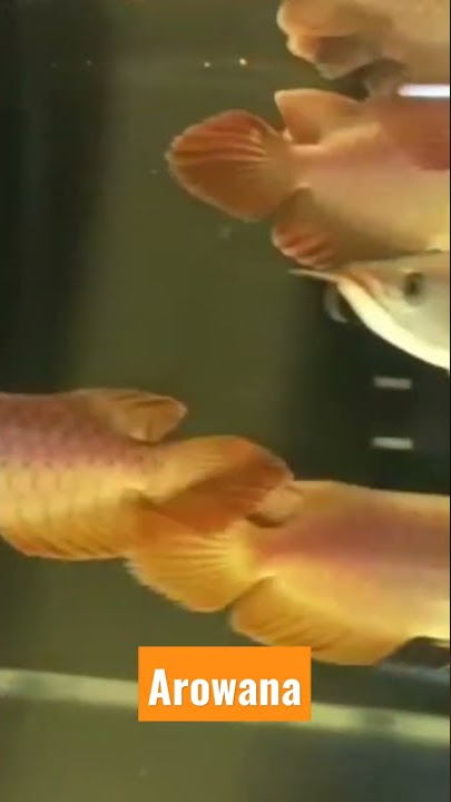 Berapa Harga Ikan Arwana ❗Arwana Super Red Harga Mahal‼️Soeltan Punya Bos ⁉️#short #arowana #harga