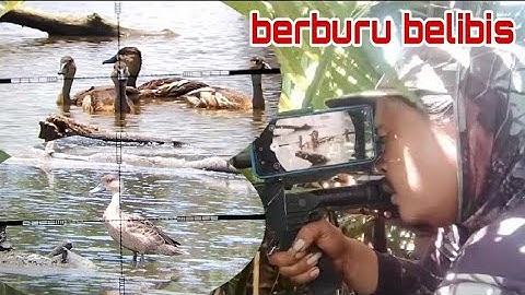 berburu belibis❗GILA😱ternyata di sini tempat ngumpul para belibis pantesan jinak jinak belibis nya..
