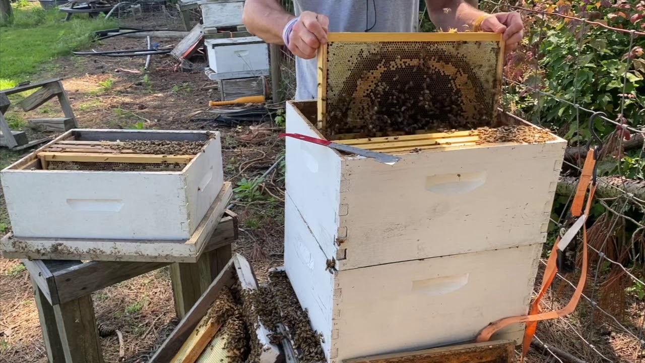 Bur Comb And How I Handle It - YouTube