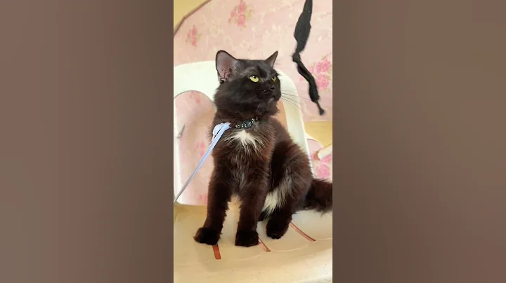 Video 11708881: himalayan persian cat, playful himalayan persian, persian catlover cutecat, persian cat playing black