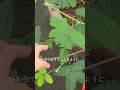 恥ずかしがる植物の正体