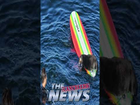 Sea Otter stealing surfboards in Santa Cruz