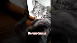 Волшебница #позитив #юмордлявзрослых #популярное #юмор #стэтхэм #топ #приколы #cat