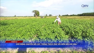 Chủ động chuyển đổi cây trồng thích ứng với biến đổi khí hậu | Truyền hình Quảng Trị
