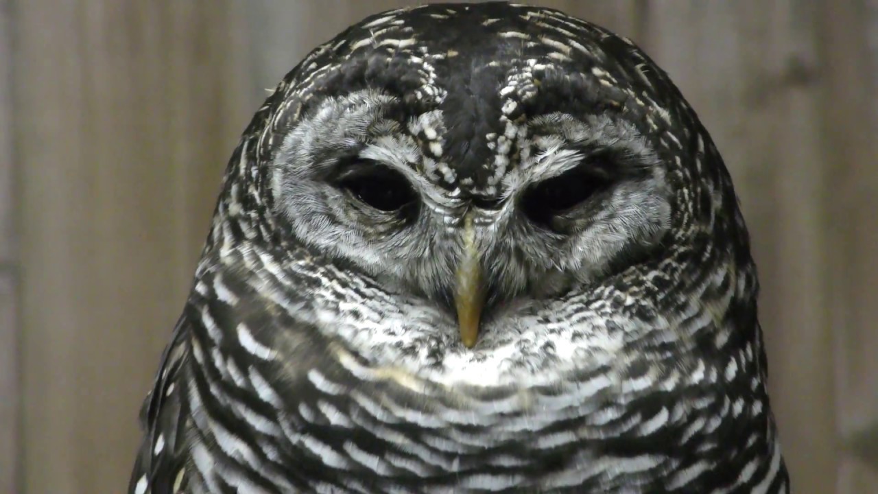 Rufous-legged owl (Fuji Kachoen Garden Park, Shizuoka, Japan
