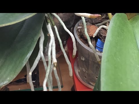 Video: Uyuyan orkide tomurcukları: uyandırma yöntemleri