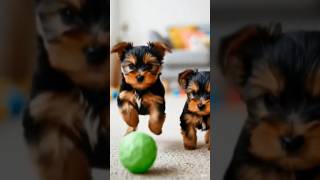 Cute Puppy Playing With Ball Video #puppy #dog #viral #shorts