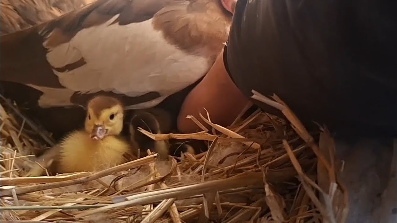 Тільки погляньте на це чудо, скільки каченят вивели Індокачки? Моя пташка