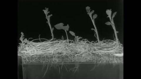 SURYA "Resurrection of Care" - music video