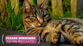 Sleeping Music for Kittens! 2 Hours of Feline ASMR Cat Sleep Music ☯LCZ116 by Love Cat Zone - Relaxing Music for Cats 9 views 4 years ago 1 hour, 46 minutes