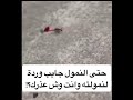 أفحمتني وقنعتني رحت جبتلها ورده 