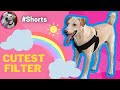 Cutest Filter 😍🐶🐾 | #Shorts