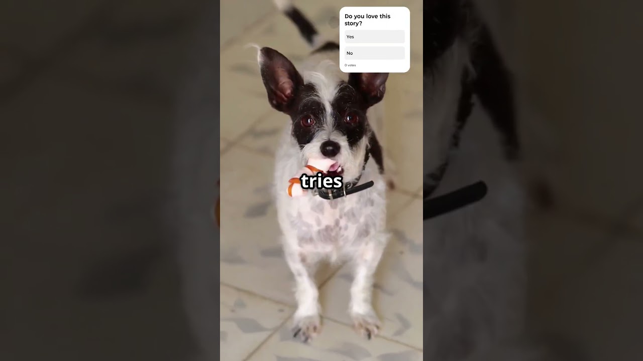 A cutest love triangle story of a pet🐱🐕🐇😍 