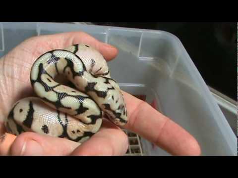 Follow up - Out of the egg, we take a quick peek at the babies - 3 bumblebees, 2 normals