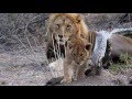 Lion cubs playing in South Africa