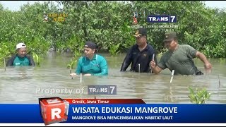TRANS7 JATIM - Menuju Wisata Edukasi Mangrove Gresik, Tanam 1000 Mangrove