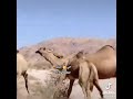 مصارعه جمل ابل ظفار