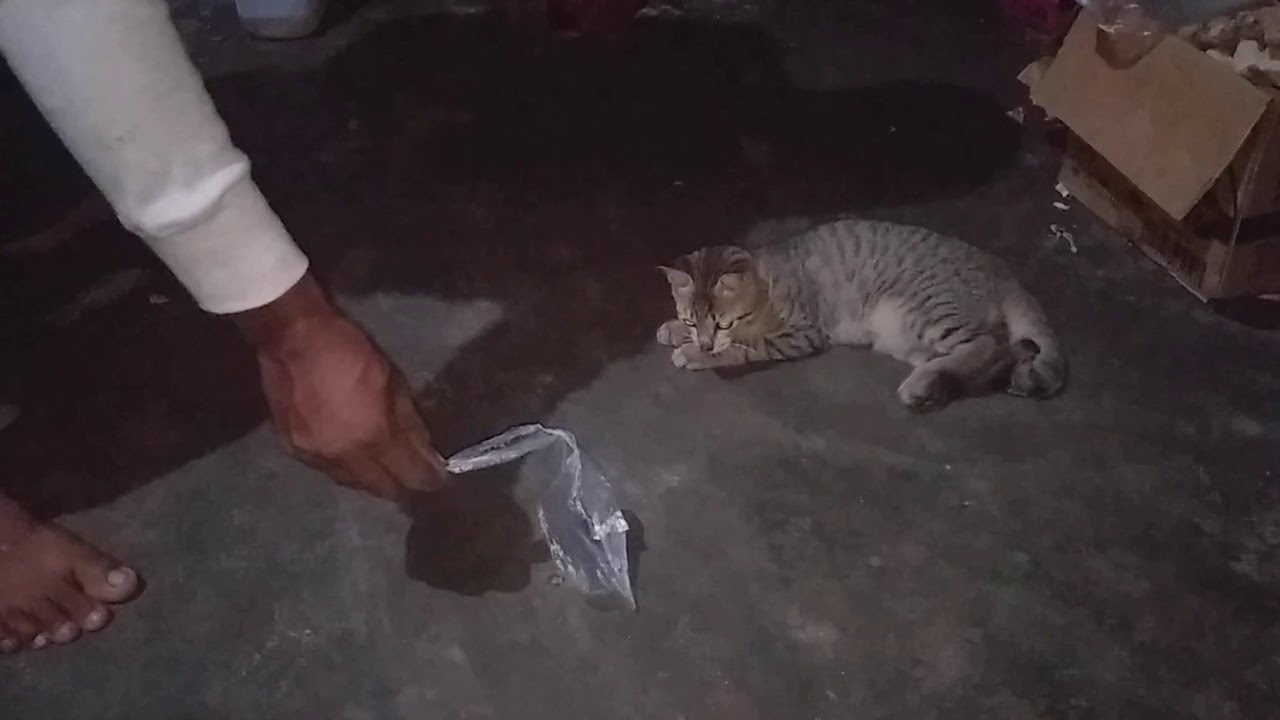 Memandikan Kucing Wangi Agar Cara Memandikan Kucing Wangi Agar Cara