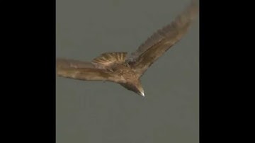 Fully Rigged and Animated Prey Birds for 3ds Max, Cinema4D, FBX, Lightwave, Maya and XSI