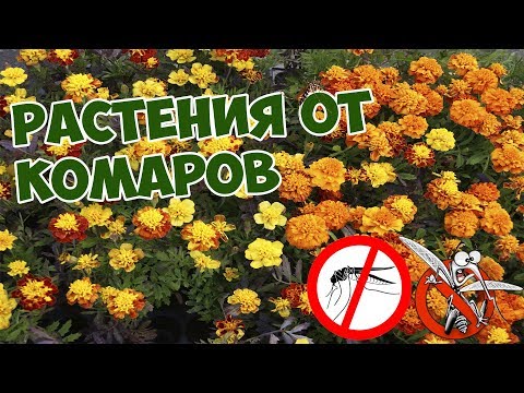 Растения от комаров 🌸  монарда лимонная цитронелла цейлонская пижма обыкновенная  полынь понтийская