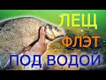 Удивительное подводное видео: Лещ у флэт кормушки с Pop-up 🎣