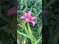 ☀️ Sun faded daylilies ✨ #daylilies #flowergarden #purpleflower