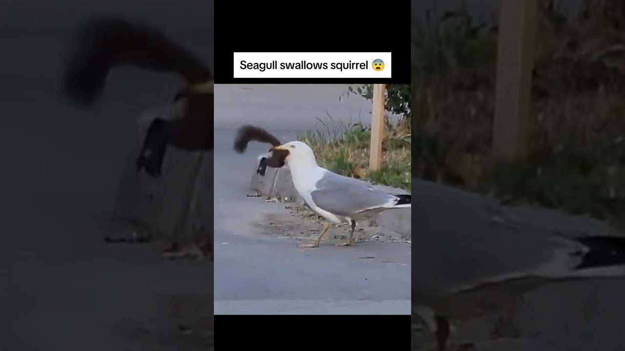 This seagull swallowed a squirrel 😨 