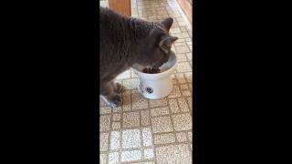 Necoichi Elevated Cat Bowl Review & My Cat Using It
