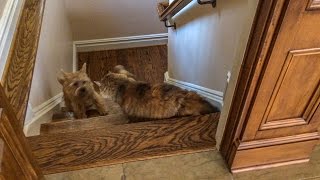 Norfolk Terrier Ernie Takes On Shania the Cat by Norfolk Terrier 4,387 views 8 years ago 3 minutes, 16 seconds