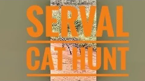 Watch the video about #hungry #wildcat #africananimals #hunting #hunt #youtubevideo #youtubeanimalvideos