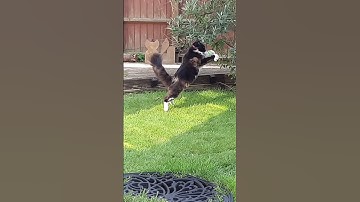 Action-cat! 🐭🐾🐈‍⬛ Mr. Darcy, handsome tuxedo cat #Shorts