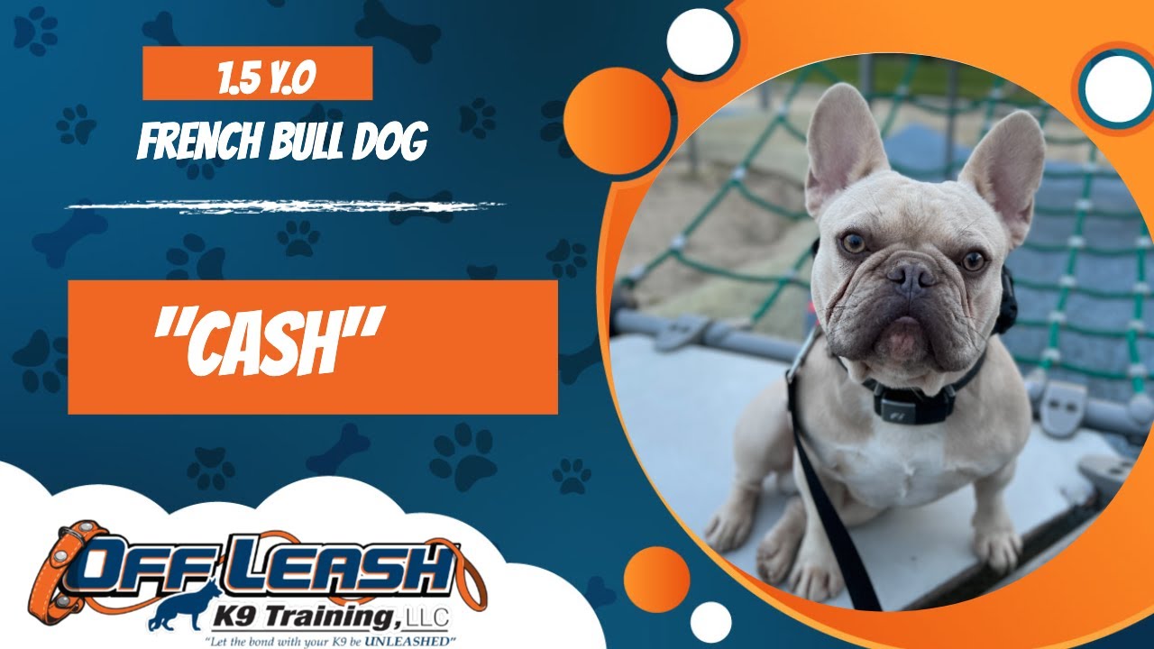 🐶🦮Off leash Dog Training / Obedience Training 🦮🐶 YouTube