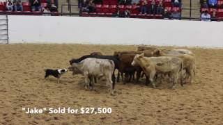 2015 NCHA Select Cow Dog Sale