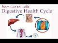 Digestive Health Cycle// From Gut to Cells