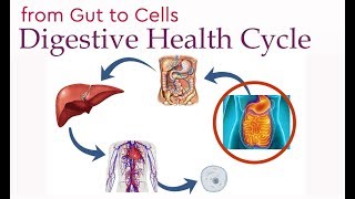 Digestive Health Cycle// From Gut to Cells