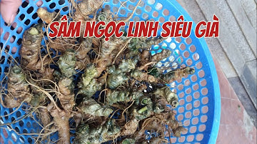 Sâm rừng Lai Châu, sâm ngọc linh trồng siêu già, sâm trồng tự nhiên, tam thất mắt trúc vài chục tuổi