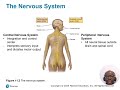 Chapter 11: Nervous System and Nervous Tissue - Part 01