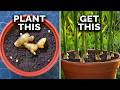 How to grow ginger in containers and get a huge harvest