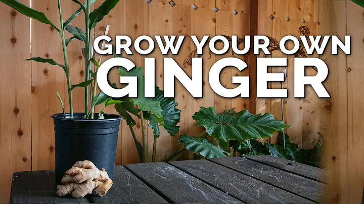 How to Grow Ginger in Containers And Get a Huge Harvest